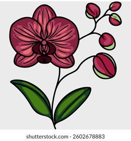 A stylized vector illustration of an orchid flower with pink and green accents, featuring a large bloom and several buds on a slender stem with green leaves.