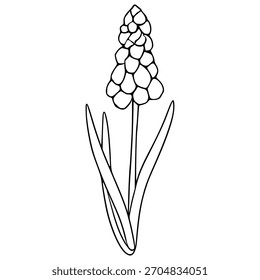 Stylized vector illustration of a single muscari flower with elongated leaves, rendered in a clean, minimalist black and white line art style.