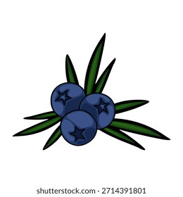 Ilustración vectorial estilizada de tres arándanos maduros con prominentes cálices en forma de estrella, enclavados entre vibrantes agujas de enebro verde.