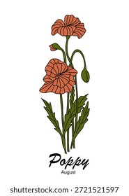 Ilustração vetorial estilizada de duas papoulas de coral com caules e folhas verdes, incluindo um broto, rotulado "Poppy August" em um fundo branco.