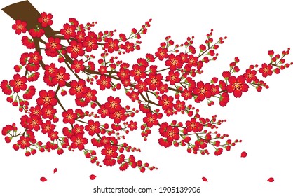 Stylized vector of Japanese quince (Chaenomeles japonica) flowers on branch