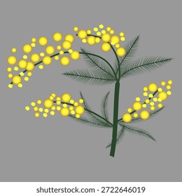 Una rama de mimosa de Vector estilizada con flores esponjosas de color amarillo brillante y hojas verdes delgadas sobre un fondo gris. Esta ilustración botánica presenta un volumen suave y Formas claras.