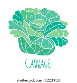 stylized vector paint hand drawn picture of cabbage