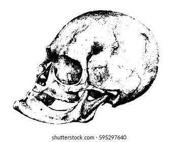 Stylized vector skull illustration with no background