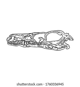 Stylized velociraptor dinosaur fossilized skull hand drawn image isolated on white background. Freehand sketch of carnivorous reptile dinosaur fossil illustration museum vector stock drawing