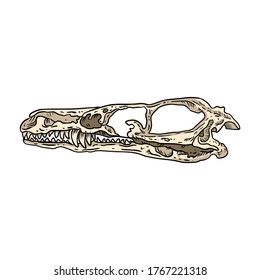 Stylized velociraptor dinosaur fossilized skull hand drawn image isolated on white background. Freehand image of carnivorous reptile dinosaur fossil illustration museum vector stock drawing