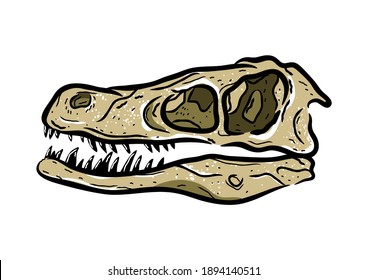 Stylized velociraptor fossilized skull hand drawn image isolated on white background. Graphical vintage dinosaur skulls ,vector retro sketch. Ideal for t-shirt emblem.