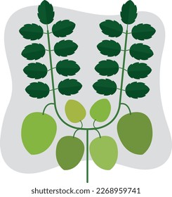 stylized white chickpeas plant vector art