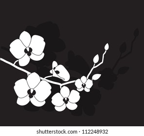 stylized white orchid on a black background