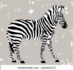 Stylized zebra drawing, cute young animal. Vector illustration.