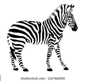 Stylized zebra drawing, hand drawn vector illustration. Black stripes isolated on white background.
