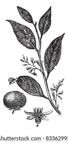Estirax Benzoin o gum benjamin tree o loban o kemenyan o onycha o benzoína de Sumatra, ilustración vintage grabada. Enciclopedia Trousset (1886-1891).