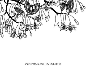 Styrax handgezeichnete Vektorgrafik. Japanische Schneeballpflanze mit blühenden Blumen Skizze. Design mit flotalem Hintergrund. KEINE AI generiert