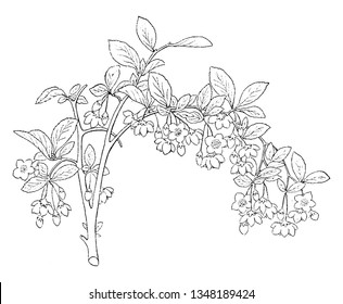 Styrax Japonica is well-known as the Japanese snowbell, is native China, Japan, and Korea in family Styracaceae, vintage line drawing or engraving illustration.