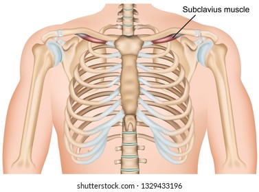 Subclavius shoulder muscle medical vector illustration on white background