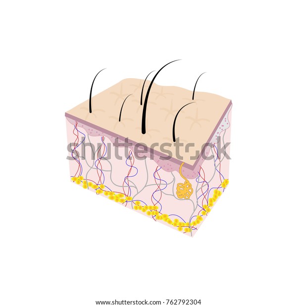 Subcutaneous Layer Human Stock Vector (Royalty Free) 762792304 ...