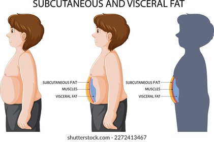 Subcutaneous and visceral fat diagram illustration