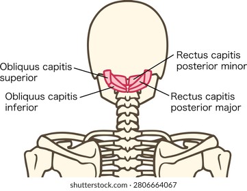 Suboccipital muscles anatomy with labels, rectus capitis and obliquus capitis