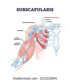 Subscapularis Muscle And Human Shoulder Inner Skeletal Part Outline Diagram. Labeled Educational Body Scheme With Medical Physiology Description Vector Illustration. Detailed Anatomical Bone Graphic.