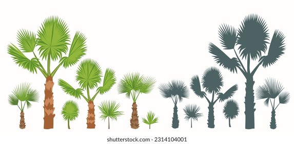 Subtropics adult and offspring plants. Set Fan palm trees, leaves and their silhouettes isolated on white background.  Vector illustration.