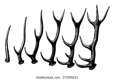 29,455 Vintage deer antlers Images, Stock Photos & Vectors | Shutterstock