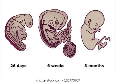 Embryonic Development Images, Stock Photos & Vectors | Shutterstock