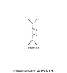 Succinate Dicarboxylic Acid - intermediate in the citric acid cycle Molecular structure skeletal formula on white background.