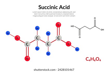 Succinic acid molecular structure formula, ball-and-stick model, suitable for education or chemistry science content. Vector illustration