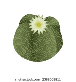 Succulent astrophytum, exotic tropical plant. A desert flower that can be grown at home to decorate the interior. Vector illustration isolated on white background.