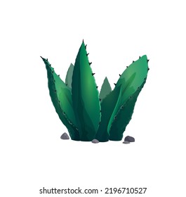 Succulent cactus agave neglecta wild century plant isolated pelmeri americana with broad leaves. Vector mexican cactus, cartoon botanical herb with spikes, exotic agave flower marginata succulent