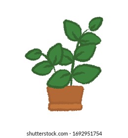 succulent and cactus in crayon illustration style