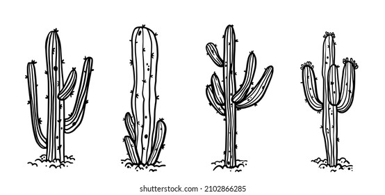 Succulent cactus desert plant hand drawn in monochrome black and white vector illustration. Botanical giant trees with thorns, needles.