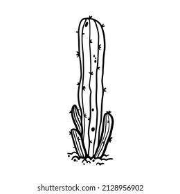 Succulent cactus desert plant hand drawn in monochrome black and white vector illustration. Botanical giant trees with thorns, needles.