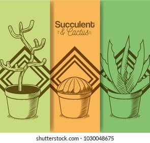 Succulent and cactus desert plants