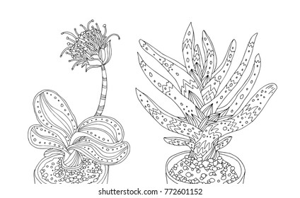 Vectores Imagenes Y Arte Vectorial De Stock Sobre Agave