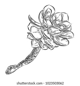 Succulent cactus plant branch. Hand drawn flower. Exotic floral sketch illustration. Cacti in monochrome style. Vector.