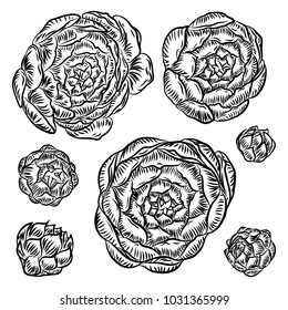 Succulent cactus plant branch. Hand drawn flower. Exotic floral sketch illustration. Cacti in monochrome style. Vector.