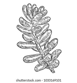 Succulent cactus plant branch. Hand drawn flower. Exotic floral sketch illustration. Cacti in monochrome style. Vector.