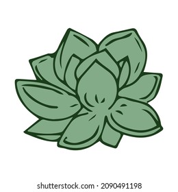 succulent cactus plant doodle hand drawn vector illustration
