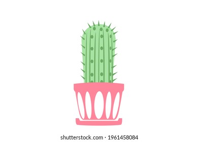 succulent or cactus plant in the pot