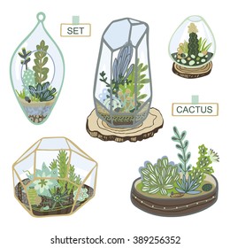 succulent and cactus terrarium set