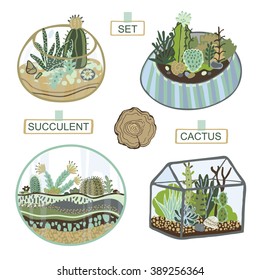 succulent and cactus terrarium set