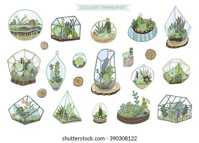 succulent and cactus terrarium set