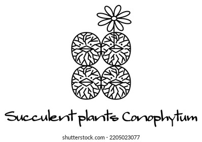 Succulent Conophytum in bloom. Character Illustration. Vector.