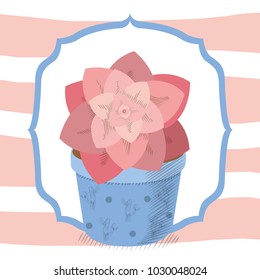 Succulent desert plant in frame