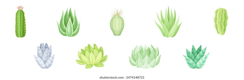 Succulent Desert Plant with Thick Fleshy Leaf Vector Set