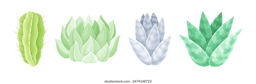 Succulent Desert Plant with Thick Fleshy Leaf Vector Set