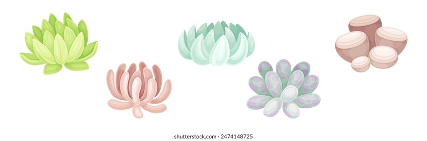 Succulent Desert Plant with Thick Fleshy Leaf Vector Set