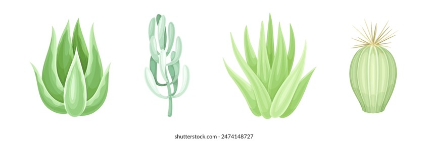 Succulent Desert Plant with Thick Fleshy Leaf Vector Set