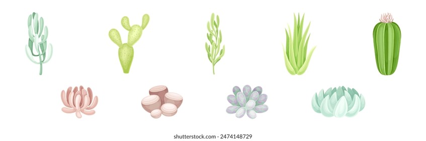 Succulent Desert Plant with Thick Fleshy Leaf Vector Set